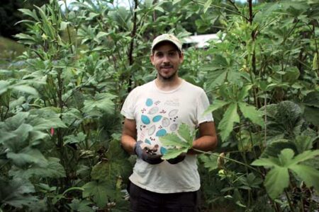 Seeking the Best Okra Cultivars